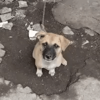 gif of brownie the puppy sitting